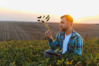 Günbatımında tarıma yenilikçi yaklaşım ve dijital tablet kullanarak ekili alandaki soya bitkisini analiz eden çiftçi