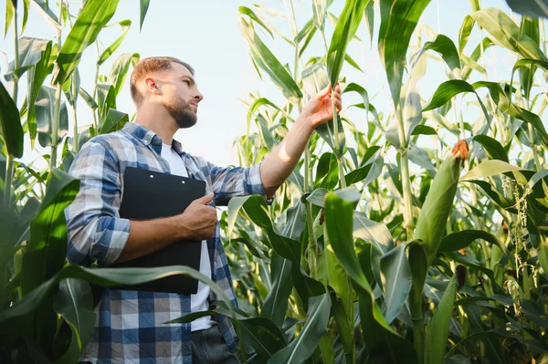 Elinde pano tutan çiftçi tarım alanındaki büyüme ve hastalık için mısır saplarını inceliyor.