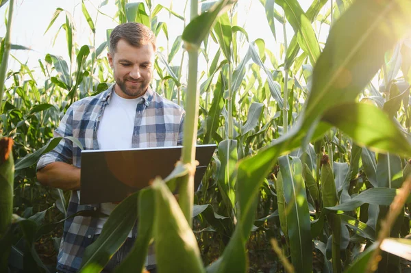 Çiftçi mısır ekinlerini incelerken bir dizüstü bilgisayar kullanıyor, modern tarım teknolojisini uyguluyor.
