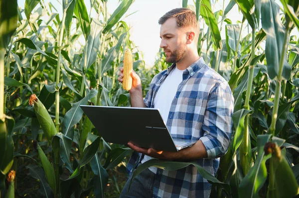 Mısır büyümesini analiz eden çiftçi, yaz mevsiminde canlı bir tarım alanında veri toplamak için dizüstü bilgisayar kullanırken,