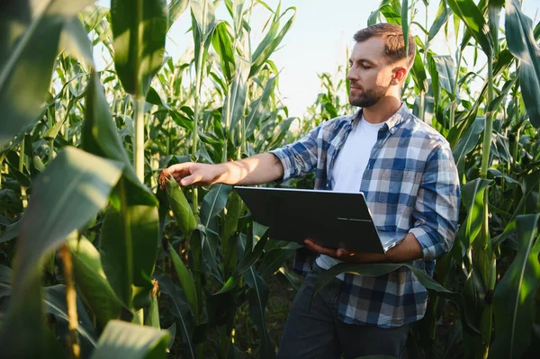 Çiftçi verimli ürün yönetimi için modern teknolojiyi kullanıyor, mısır büyümesini denetliyor ve bir dizüstü bilgisayarla veri topluyor