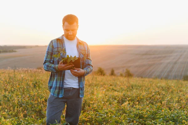 Günbatımında tablet kullanarak tarlada yetiştirilen soya bitkisini analiz eden çiftçi, modern tarım tekniklerini uyguluyor.