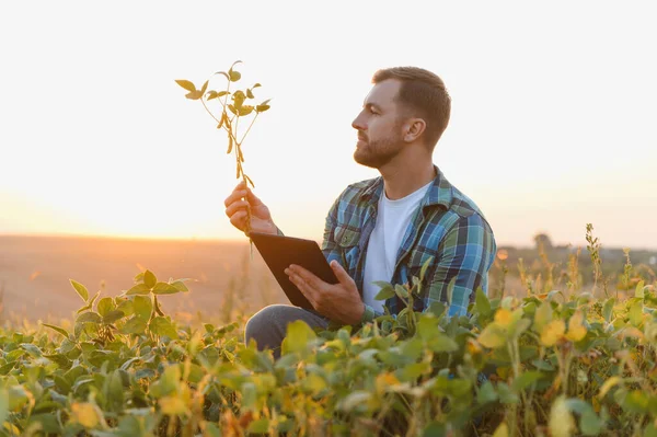 Soya bitkisini analiz eden ve günbatımında tarlada dijital tablet kullanan çiftçi, modern tarım teknolojileri uyguluyor.