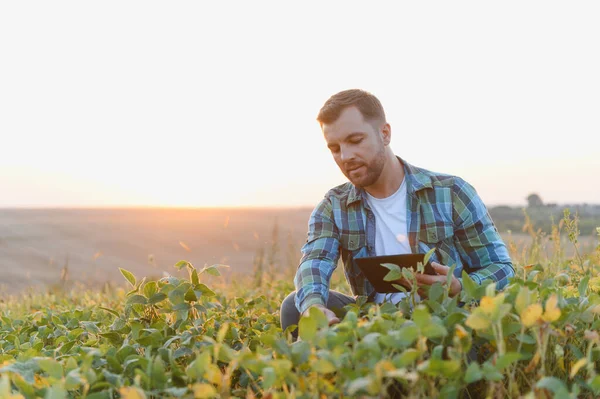 Soya bitkilerini gün batımında tabletle analiz eden çiftçi, hasat ve sürdürülebilir tarım için hassas tarım uyguluyor.