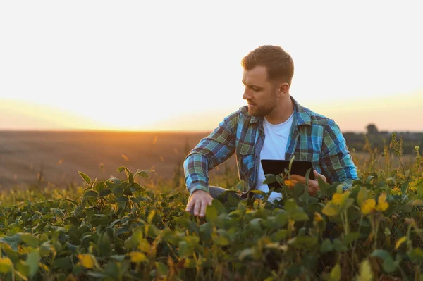 Soya bitkilerini gün batımında tabletle analiz eden çiftçi, tarım alanında gelişmiş ürün yönetimi için modern teknoloji uyguluyor.