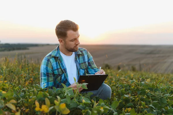 Agronomist günbatımında soya tarlasında ekinleri incelerken panoya notlar yazarak sağlıklı bir büyüme ve hasat planlaması sağlıyor.