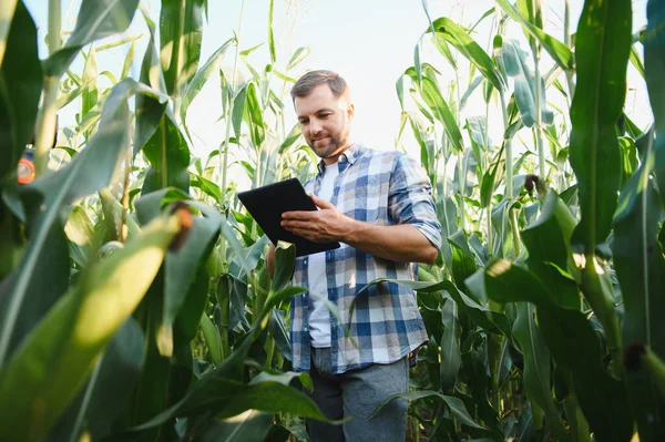 Çiftçi mısır ürünlerini incelemek için dijital tablet teknolojisi kullanıyor, verimli büyüme ve verim izleme için modern tarım uygulamaları uyguluyor