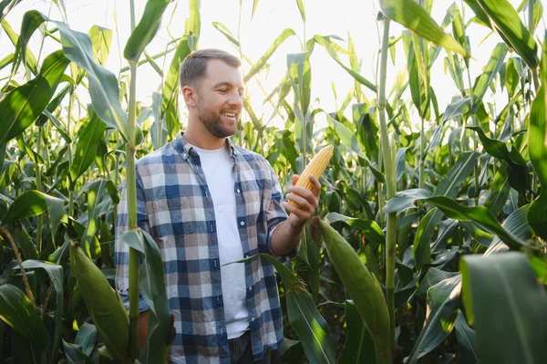 Mutlu çiftçi mısır koçanının üzerinde olgunlaşmış mısır tutarken yemyeşil bir mısır tarlasıyla çevrili günbatımının sıcacık parıltısıyla güneşleniyor.