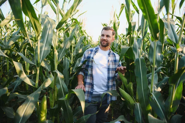 Kendine güvenen çiftçi mısır tarlasında yürüyor, yapraklara dokunuyor ve bitkilerin büyümesini kontrol ediyor, tarımın tadını çıkarıyor.