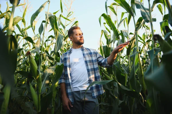 Tarım çiftçisi gün batımında ekili tarlalarda mısır sapları yetiştiriyor, sağlıklı büyüme ve bol hasat sağlıyor.