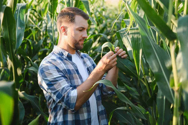 Çiftçi ekili tarlalardaki mısır bitkilerini teftiş ediyor, sağlıklı bir büyüme sağlıyor ve hasadın kalitesini hesaplıyor.