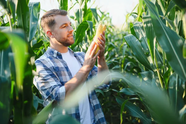 Mutlu çiftçi taze, olgun mısır koçanları tutarken verimli tarlaların üzerinde canlı günbatımının tadını çıkarıyor, hasat mevsimini kutluyor.