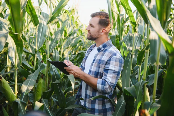 Agronomist panoya notlar yazarken ekili tarım arazilerindeki mısır saplarını denetliyor, sağlıklı büyümeyi sağlıyor ve verimi artırıyor.