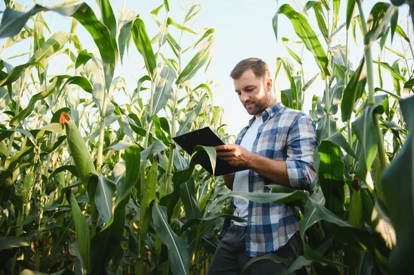 Mısır saplarını inceleyen ve panoya not alan çiftçi, ekili tarım alanındaki bitkilerin büyüme ve sağlığını değerlendiriyor