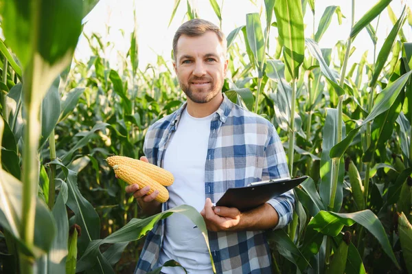 Mutlu çiftçi mısır koçanlarını incelerken canlı bir mısır tarlasında notlar alıyor, kaliteyi sağlıyor ve ürün büyümesini izliyor.