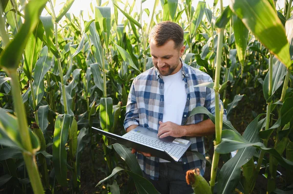 Diz üstü bilgisayar kullanarak mısır ürünlerini analiz eden çiftçi, hasat ve sürdürülebilir tarım uygulamalarını geliştirmek için hassas tarım teknikleri uyguluyor