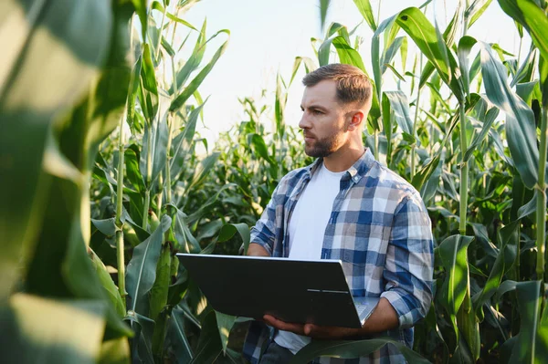 Bir mısır tarlasında verimli ürün yönetimi için modern teknolojiyi kullanan çiftçi, optimum büyüme ve verim sağlıyor