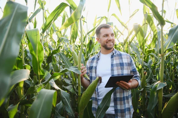 Tablet tutan ve tarlada mısır koçanı inceleyen mutlu çiftçi, daha iyi hasat için tarımda modern teknolojiyi kullanıyor.