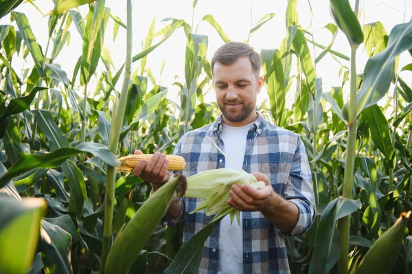 Mutlu çiftçi gün batımında ekili tarlada olgun mısır koçanı inceliyor, başarılı hasatın tadını çıkarıyor.