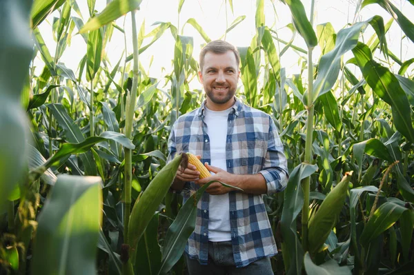 Gün batımında canlı bir mısır tarlasında elinde taze mısır koçanıyla dikilen ve hasadı için gururla gülümseyen mutlu çiftçi.