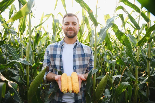 Mutlu çiftçi yaz mevsiminde ekili mısır tarlasında olgun mısır koçanları gösteriyor.