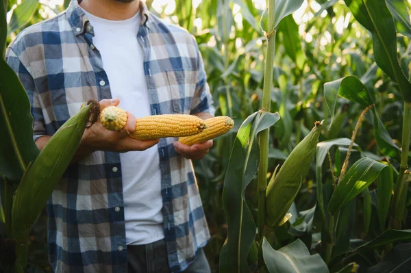 Gün batımında ekili mısır tarlasında olgun mısır koçanları inceleyen çiftçi, bereketli bir hasat sağlar.