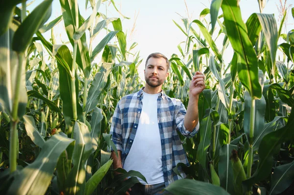 Çiftçi mısır ekinlerini teftiş ediyor, sağlıklı bir büyüme var mı diye bakıyor ve ılık yaz güneşi altında verimli bir hasat sağlıyor.