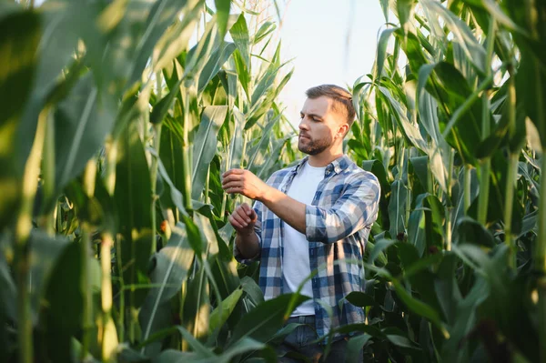 Çiftçi, canlı bir günbatımında ekili tarlalarda mısır mahsullerini teftiş ediyor. Kırsal hayatın ve doğanın cömertliğinin tadını çıkarıyor.