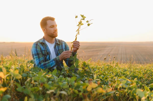Genç çiftçi ekili bir tarlada soya bitkisini analiz ediyor, gün batımında mahsulünün kalitesini kontrol ediyor.