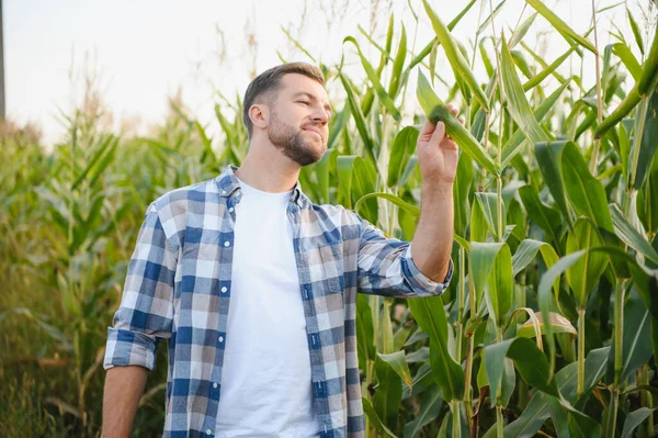 Tarladaki mısır bitkilerinin büyümesini analiz eden çiftçi sağlıklı ve bol miktarda hasat sağlar.