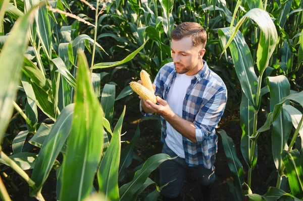 Güneşli bir yaz günü, ekili bir tarlada olgun mısır koçanları tutan ve kontrol eden çiftçi.