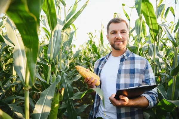 Çiftçi mısır tarlasını teftiş ediyor, elinde mısır koçanı ve bir dosya tutuyor, başarılı bir hasat garantisi veriyor.