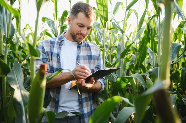 Çiftçi panoya notlar yazarken ekili tarlalarda yetişen mısır ekinlerini inceleyerek sağlıklı büyüme ve hasat planlamasını sağlar.