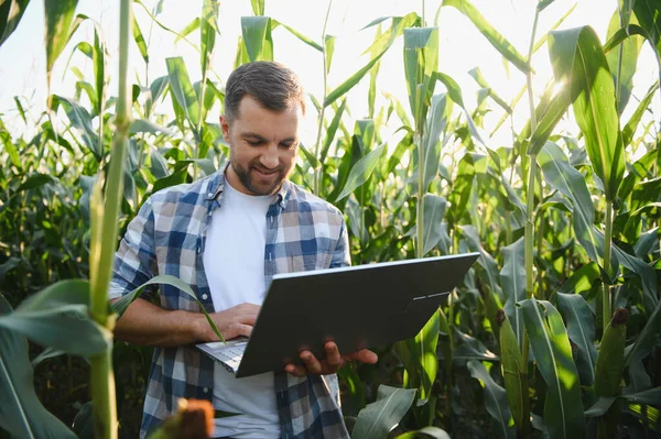 Çiftçi mısır ekinlerini bir dizüstü bilgisayar kullanarak analiz ediyor, verimliliği ve verimliliği artırmak için modern hassas tarım teknikleri uyguluyor.