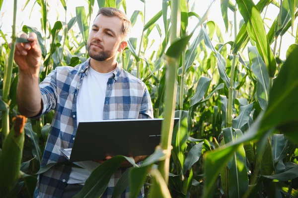 Çiftçinin elinde dizüstü bilgisayar ve ekili alanda mısır yaprağı teftişi, verimli ürün yönetimi için modern tarım teknolojileri uygulaması