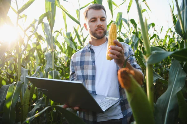 Tarım alanında veri toplamak için dizüstü bilgisayar kullanırken mısır büyümesini analiz eden çiftçi, teknolojiyi geleneksel tarım uygulamalarıyla harmanlıyor