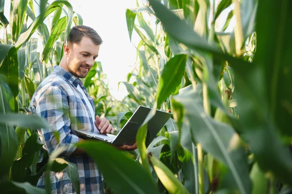 Mısır tarlasında dizüstü bilgisayarla verileri analiz eden çiftçi, gelişmiş ürün yönetimi için modern hassas tarım teknikleri uyguluyor
