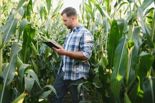 Mısır tarlasında yürüyen çiftçi, ekin büyümesini izlemek ve bitkilerin sağlığını değerlendirmek için dijital tablet kullanıyor.
