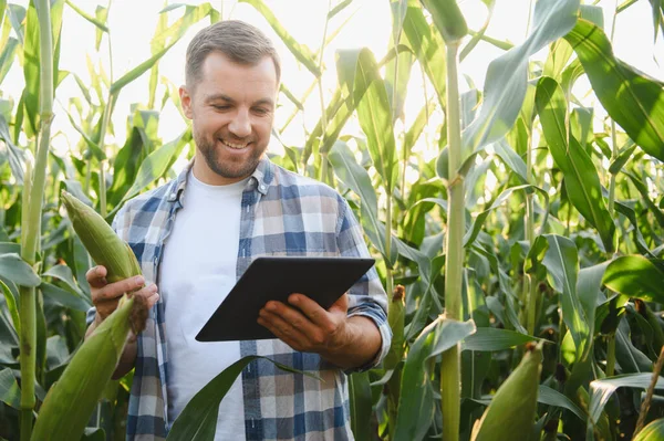 Mutlu çiftçi mısır koçanı tutuyor ve mısır tarlasında ekinleri incelerken dijital tablet kullanıyor.