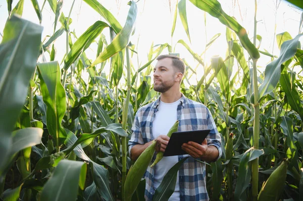 Çiftçi verimli ürün yönetimi için modern teknolojiyi kullanıyor, mısır saplarını denetliyor ve yemyeşil bir alanda dijital tablet tutuyor.
