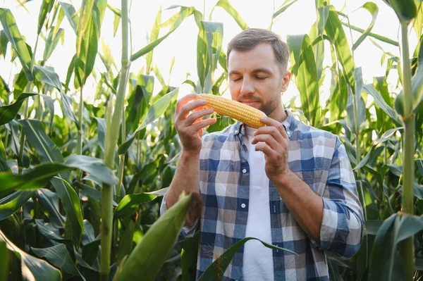 Büyüleyici bir günbatımında verimli bir mısır tarlasında olgun bir mısır koçanı tutan ve teftiş eden çiftçi tarım büyümesinin güzelliğini gözler önüne seriyor.