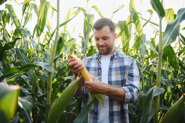 Mutlu çiftçi hasat zamanı, gün batımında ekilmiş bir tarlada mısır koçanı kalitesini kontrol ediyor.