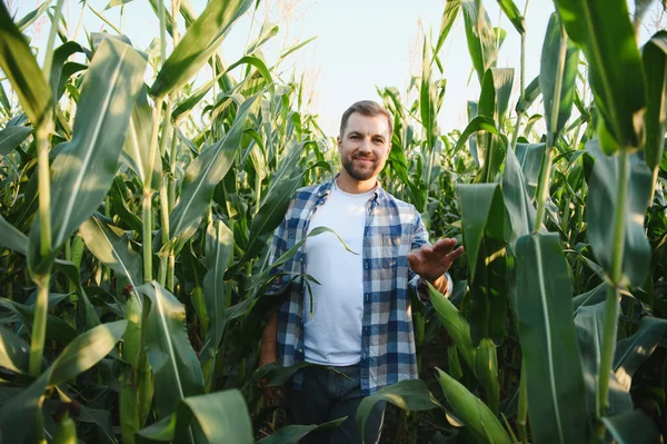 Mutlu çiftçi, gelişen mısır tarlasında gururla duruyor, sıcak yaz güneşi altında ekinlerin canlı büyümesinin tadını çıkarıyor.