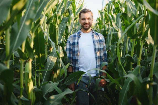 Bereketli bir mısır tarlasında duran mutlu çiftçi, ışıl ışıl gülümsüyor ve güzel bir yaz gününde sıcak güneşin altında güven içinde poz veriyor.