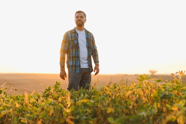 Çiftçi gün batımında ekili soya tarlasında duruyor, hasatının başarısının tadını çıkarıyor ve geleceğe bakıyor.