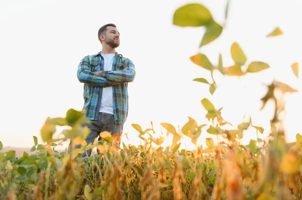 Gün batımında soya mahsulünü izleyen çiftçi, ekili bir tarlada kollarını kavuşturarak, akşam ışığında güven ve memnuniyet yayıyor.