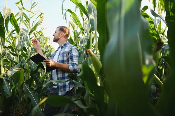 Bir pano tutarken mısır ekinlerini inceleyen çiftçi, bitki sağlığını analiz ediyor ve canlı bir alandaki büyümeyi izliyor