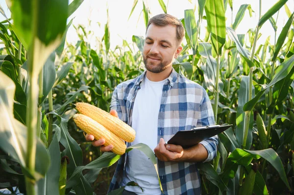 Elinde mısır koçanı ve pano tutan çiftçi, bereketli bir mısır tarlasında, yaz güneşinin altında mahsulleri inceleyerek, kalite ve büyüme garantisi veriyor.