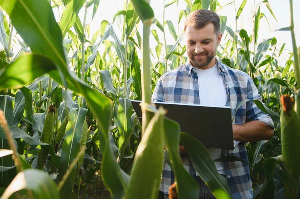 Diz üstü bilgisayar kullanarak mısır ürünlerini analiz eden çiftçi, hasat ve sürdürülebilir tarım uygulamalarını geliştirmek için hassas tarım teknikleri uyguluyor