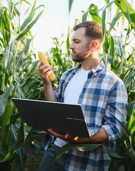 Canlı bir tarımsal alanda veri toplamak için dizüstü bilgisayar kullanırken mısır büyümesini analiz eden çiftçi, modern tarım tekniklerini benimsiyor.